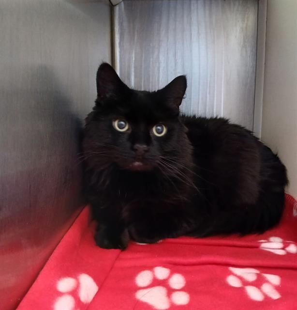 KNOX, Adoptable, Senior Male Domestic Long Hair.