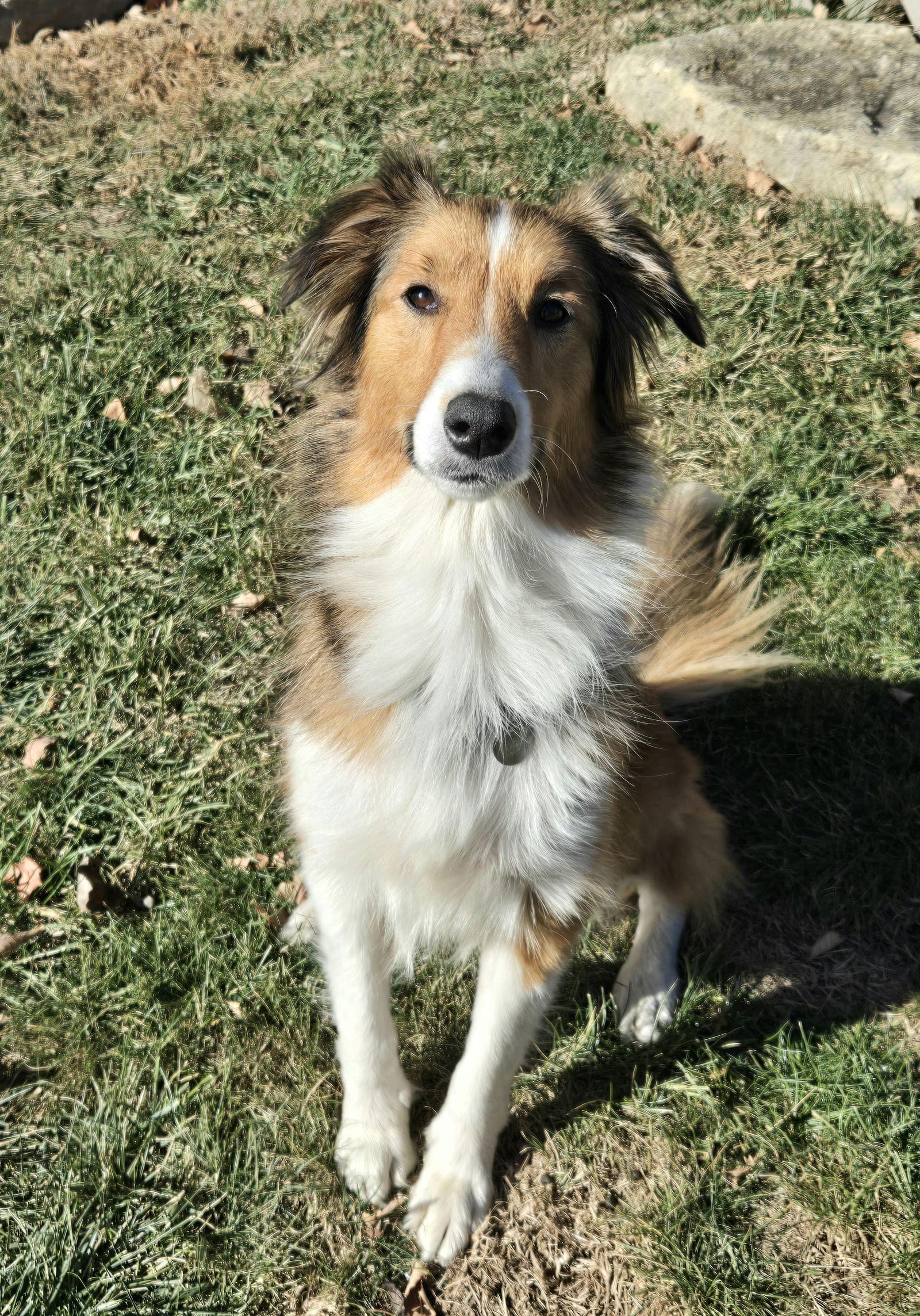 Mayme, a Adopted Shetland Sheepdog / Sheltie in Mission, KS image 3/3