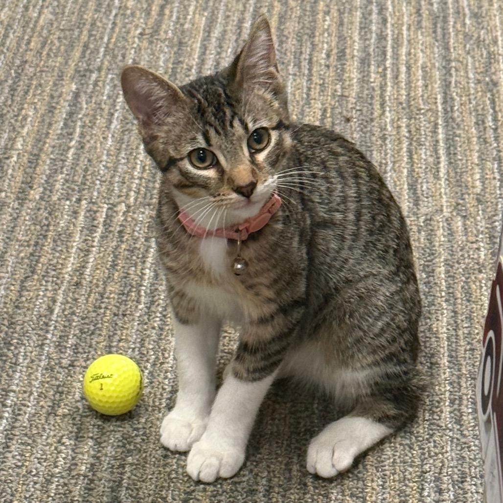 Enlarge curious george, a Adoptable Domestic Short Hair in Portland, TX image 1/1