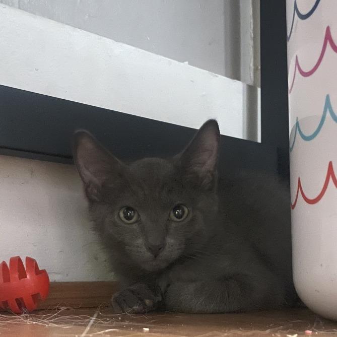Enlarge Clover, a Adoptable Domestic Short Hair in Washougal, WA image 2/3