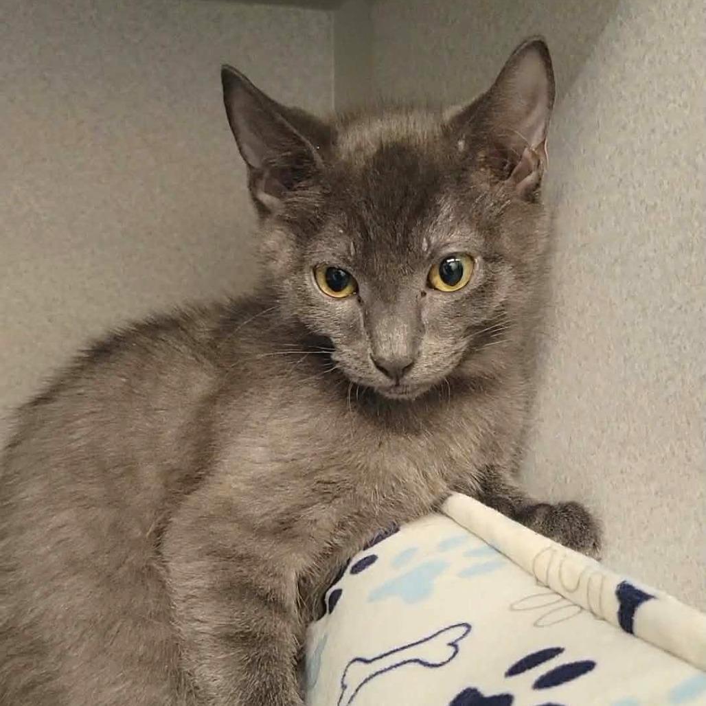 Enlarge Clover, a Adoptable Domestic Short Hair in Washougal, WA image 3/3