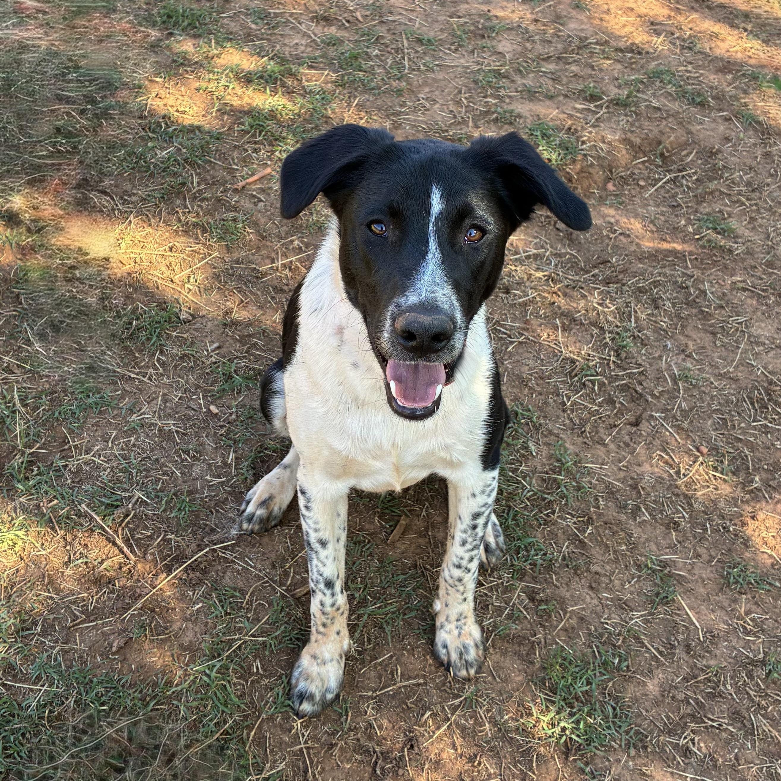 Clifford (Cliff), Adoptable, Young Male Australian Cattle Dog / Blue Heeler & Border Collie.