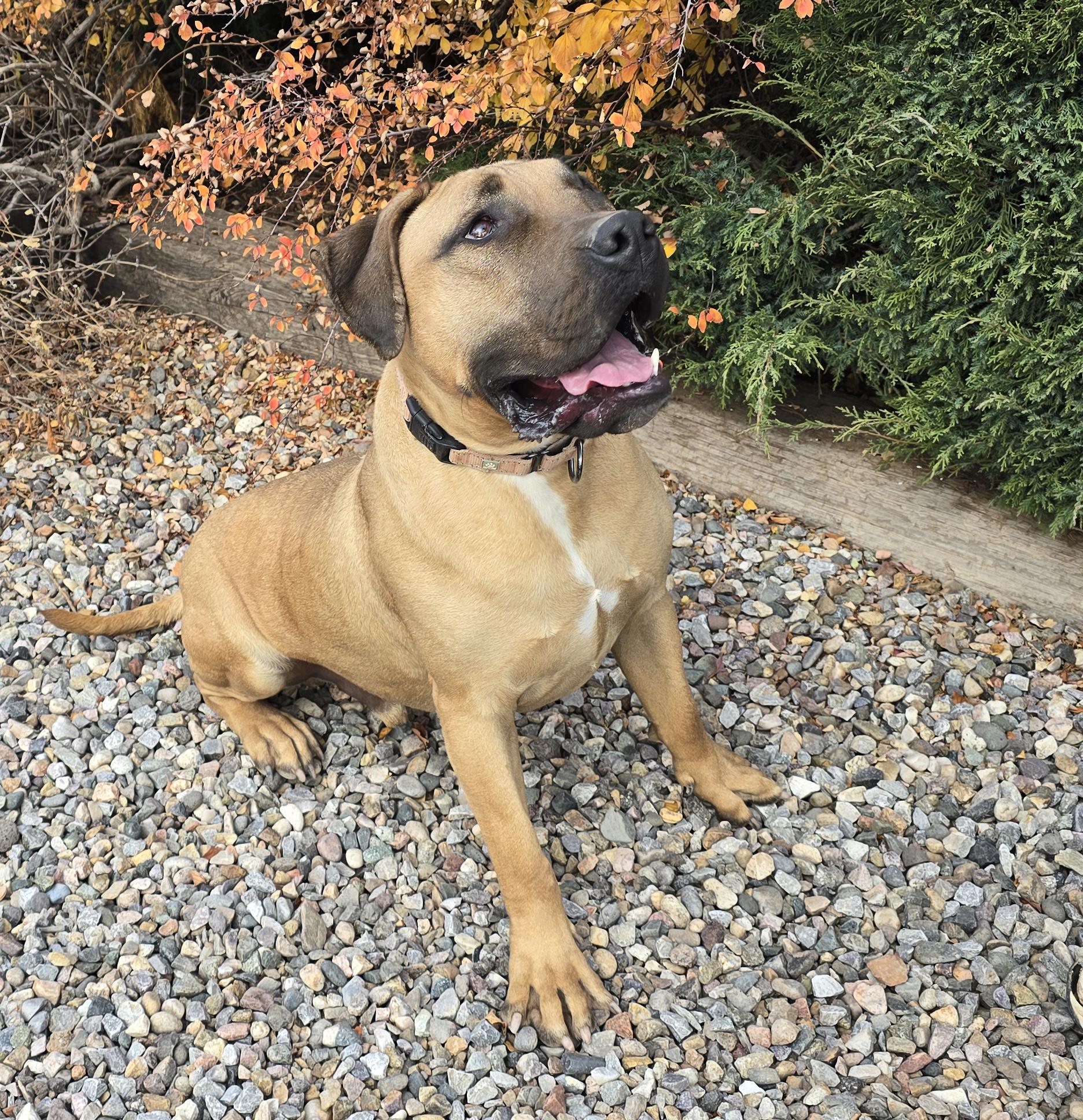 Enlarge Remarkable Mr Romano ~ ROCK STAR !!!, a Adoptable mixed breed in Albuquerque, NM image 2/4