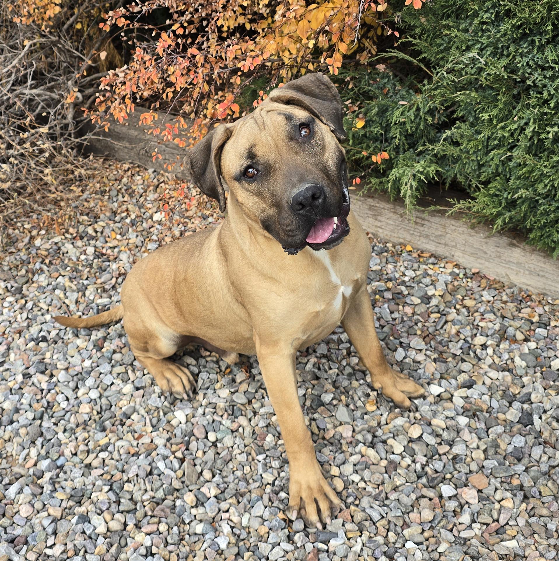 Enlarge Remarkable Mr Romano ~ ROCK STAR !!!, a Adoptable mixed breed in Albuquerque, NM image 4/4