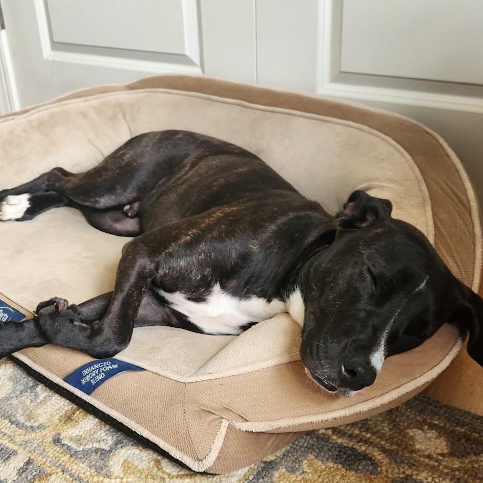 Meat Loaf, Adoptable, Adult Male Pit Bull Terrier & Black Labrador Retriever.