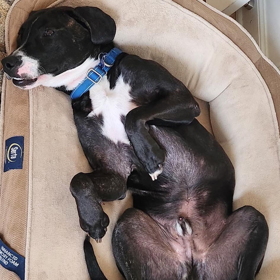 Meat Loaf, a Adoptable mixed breed in Troy, VA image 2/6