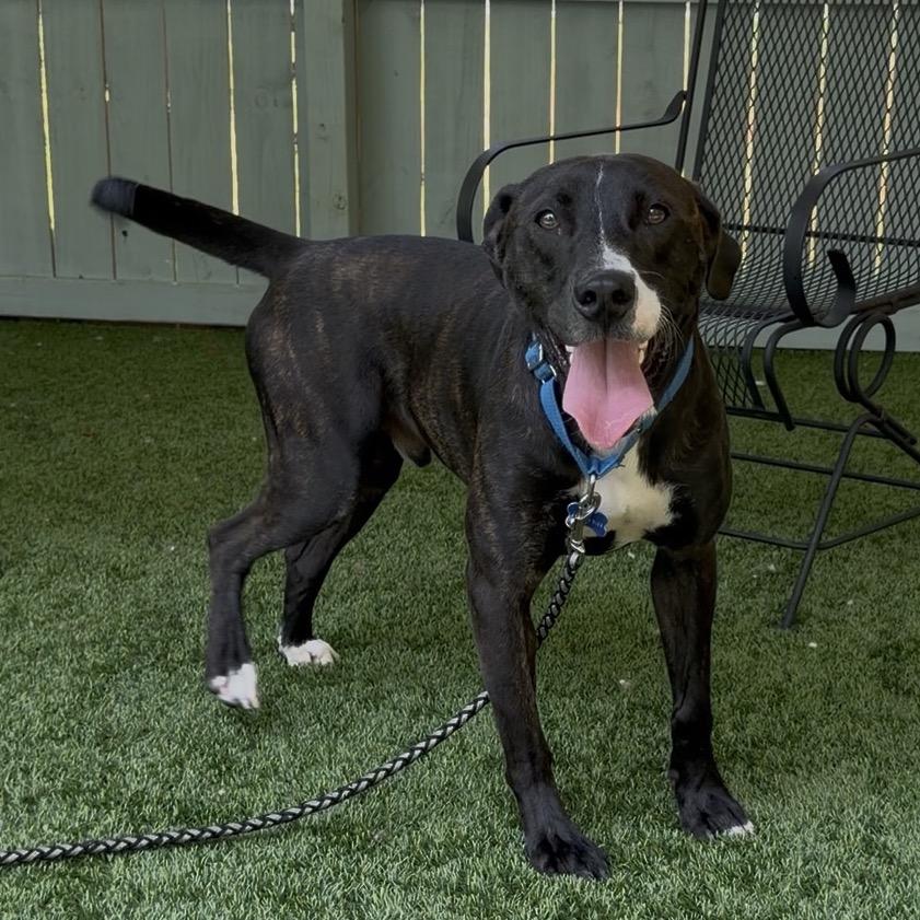 Meat Loaf, a Adoptable mixed breed in Troy, VA image 3/6