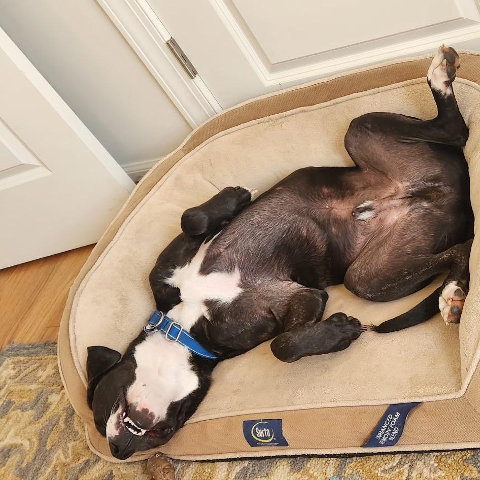 Meat Loaf, a Adoptable mixed breed in Troy, VA image 4/6