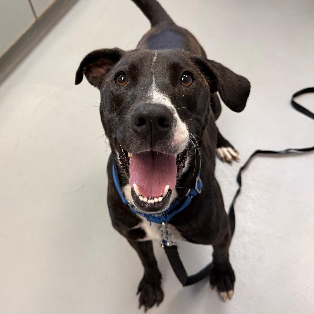 Meat Loaf, Adoptable, Adult Male Pit Bull Terrier & Black Labrador Retriever.