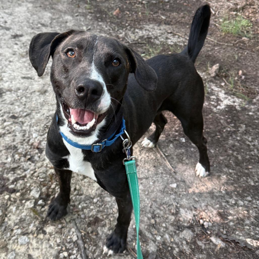 Enlarge Meat Loaf, a Adoptable mixed breed in Troy, VA image 6/6