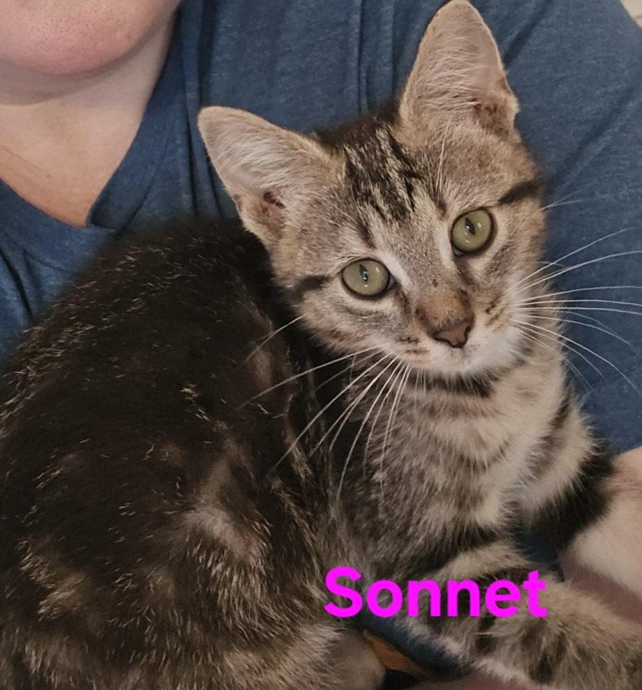 Sonnett, a ADOPTABLE mixed breed in Elgin, SC image 4/4
