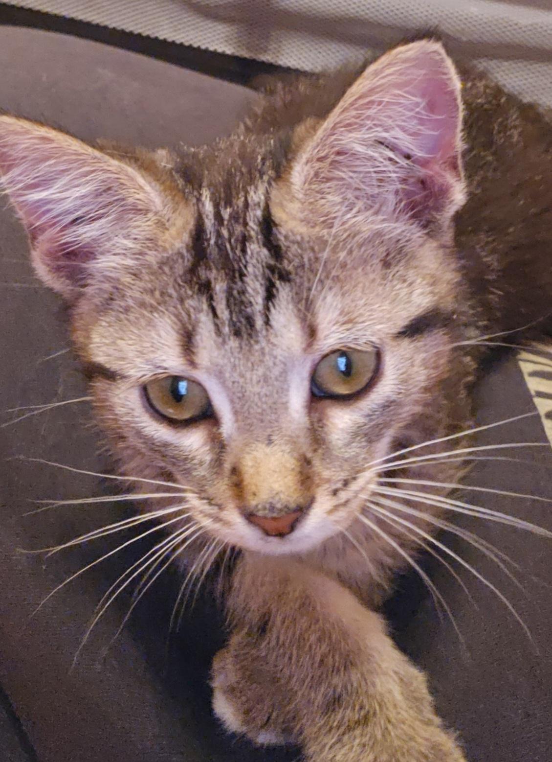 Sonnett, ADOPTABLE, Young Female American Shorthair & Tabby.