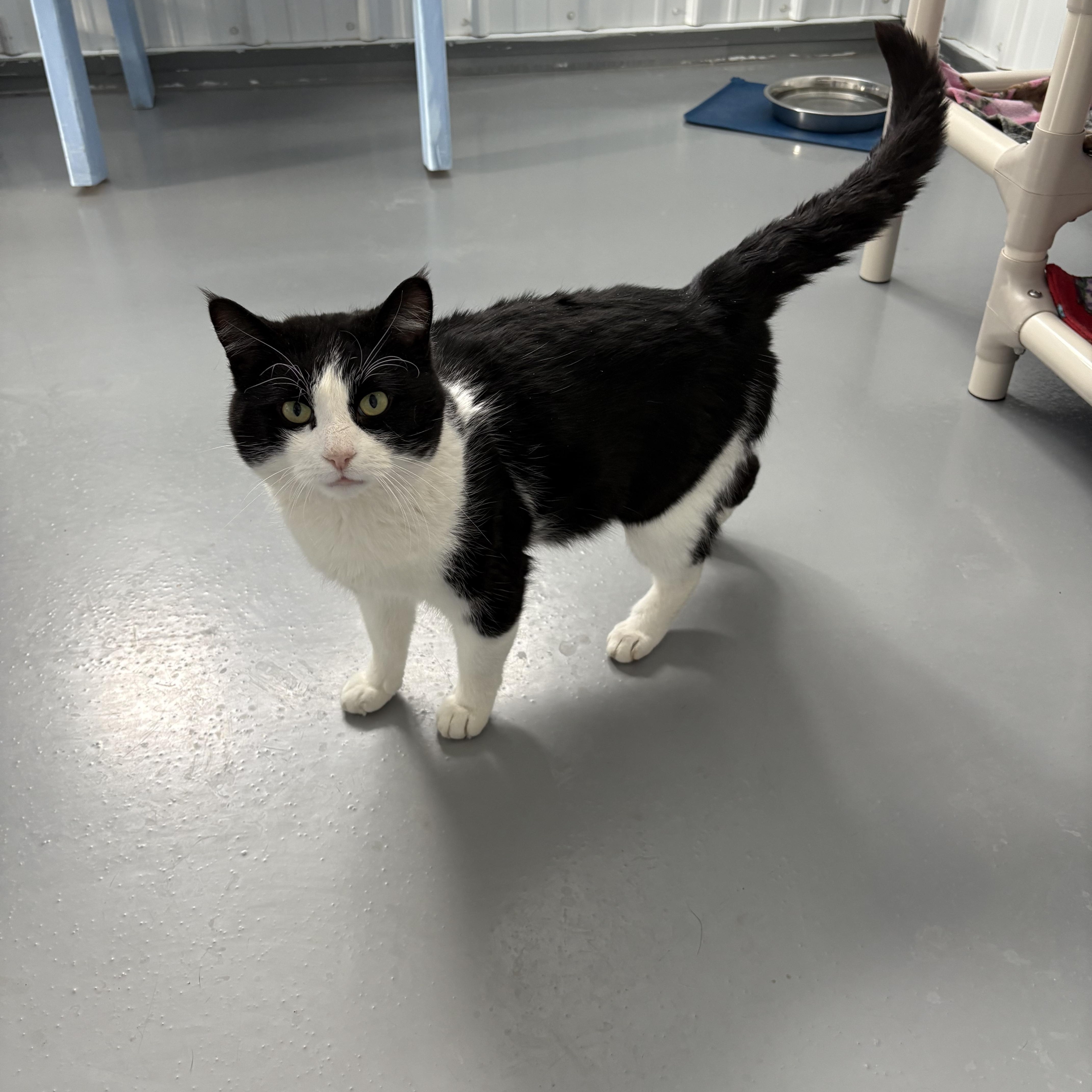 Enlarge McClane, a ADOPTABLE American Shorthair in Big Rapids, MI image 1/2