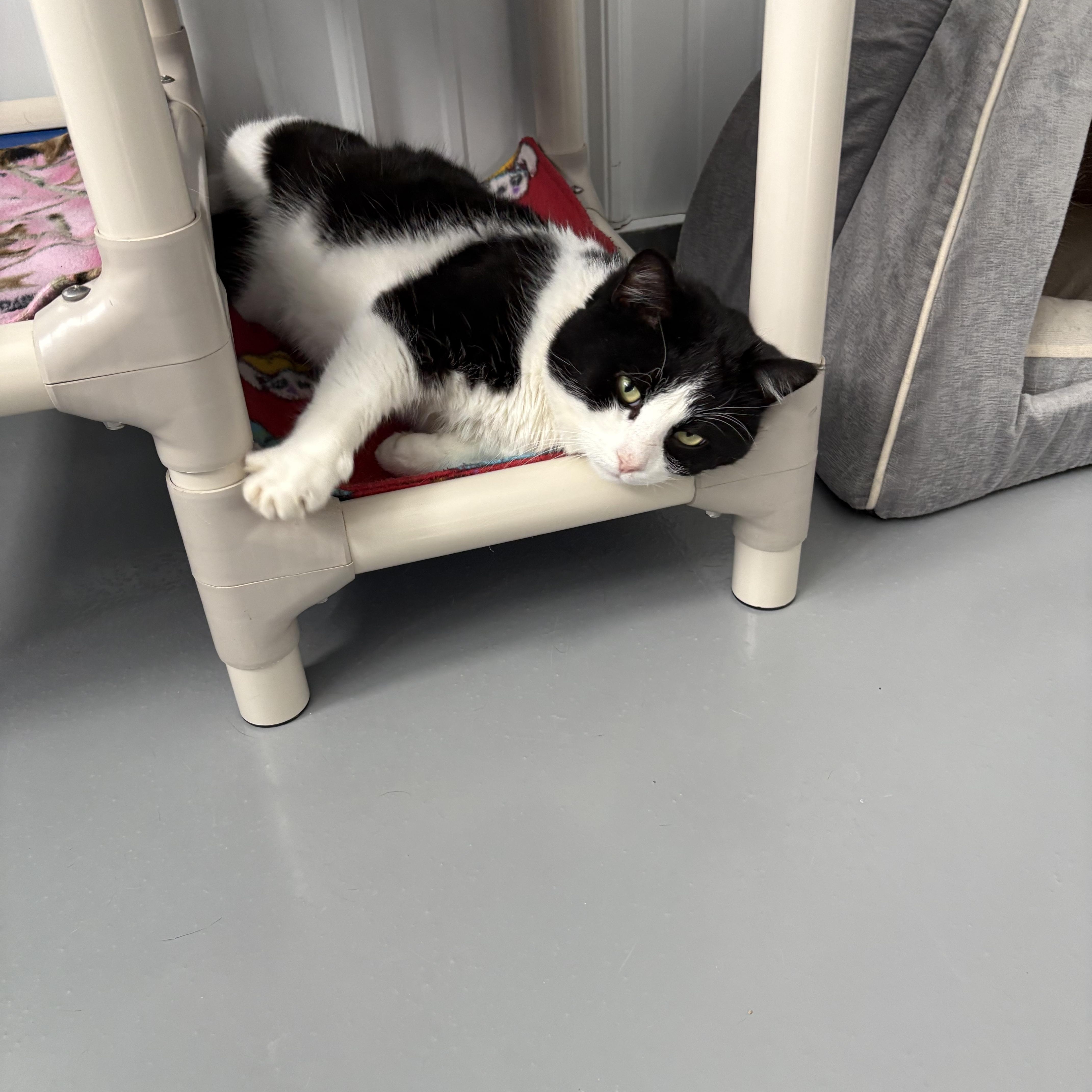 Enlarge McClane, a ADOPTABLE American Shorthair in Big Rapids, MI image 2/2