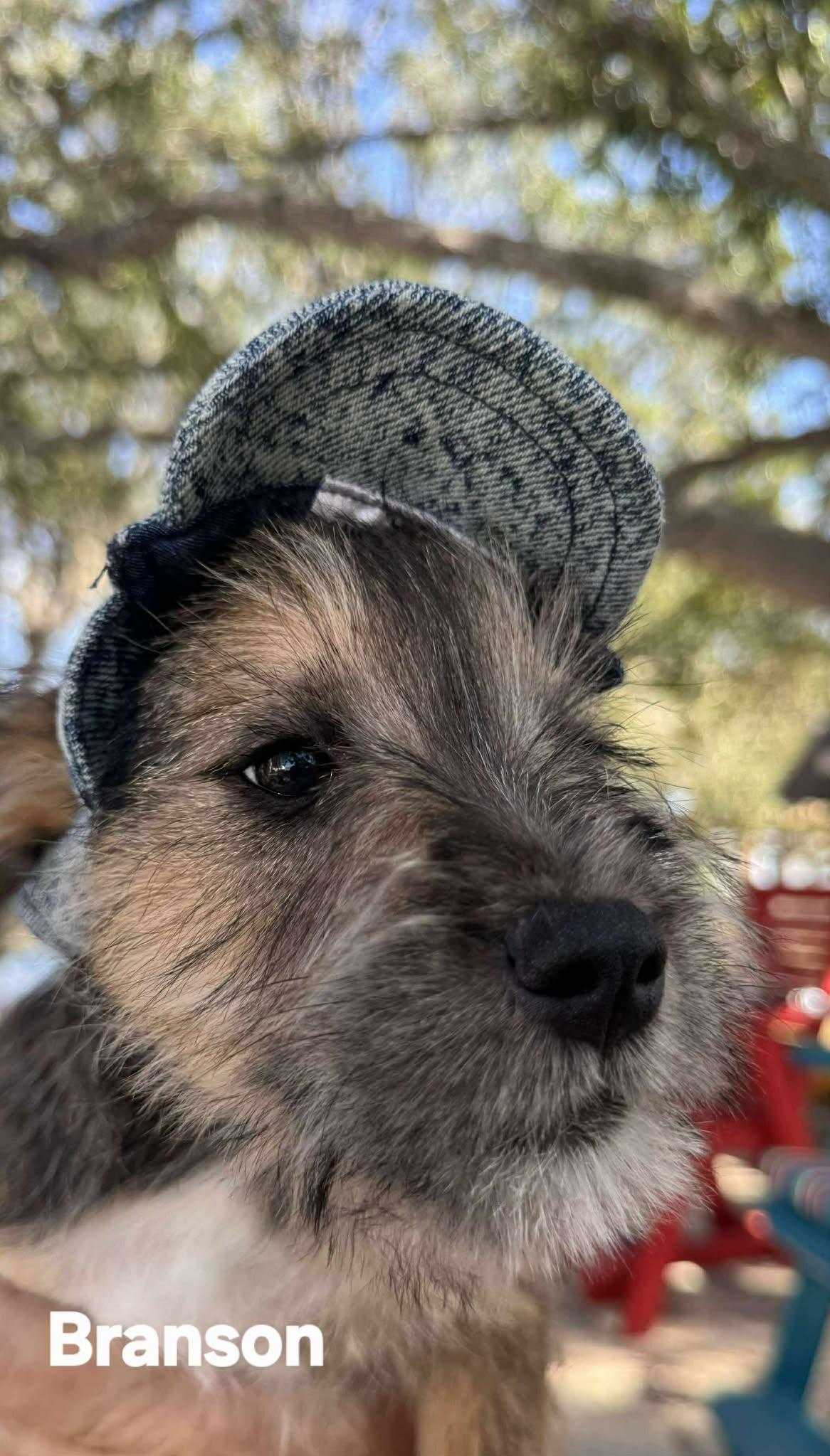 Beau and Branson!, an adopted mixed breed in Sanger, TX image 3/5