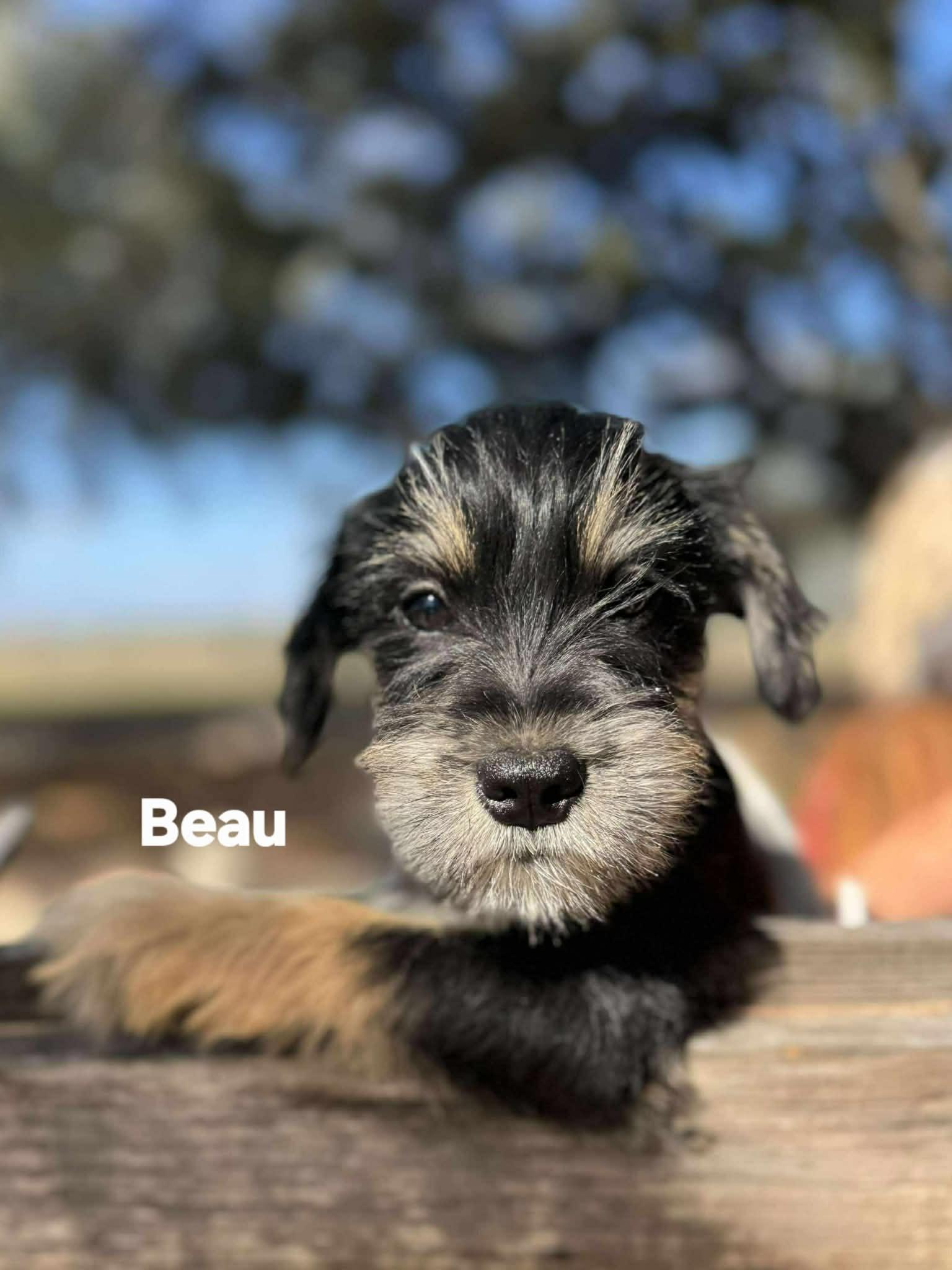 Beau and Branson!, an adopted mixed breed in Sanger, TX image 2/5