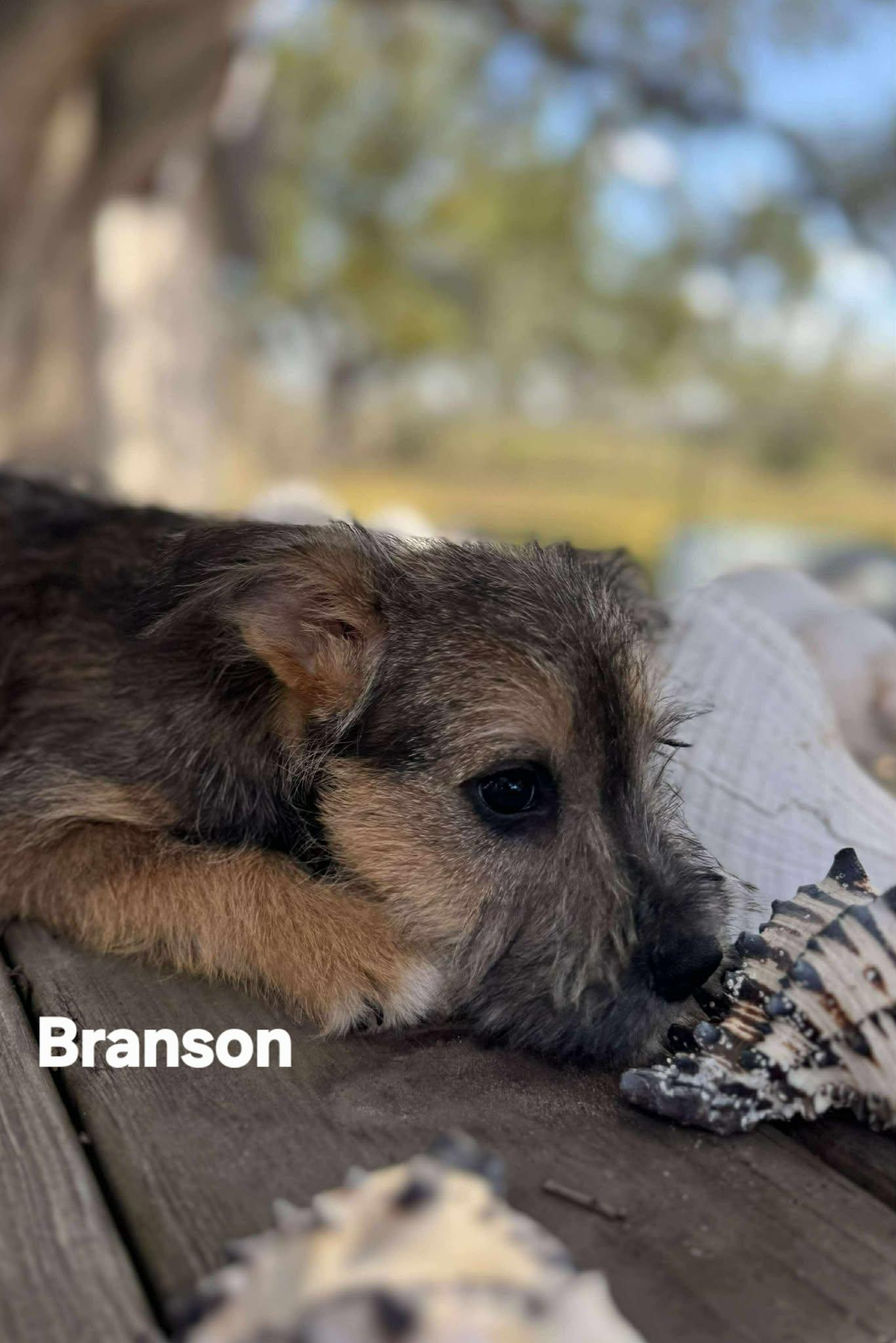 Beau and Branson!, an adopted mixed breed in Sanger, TX image 4/5