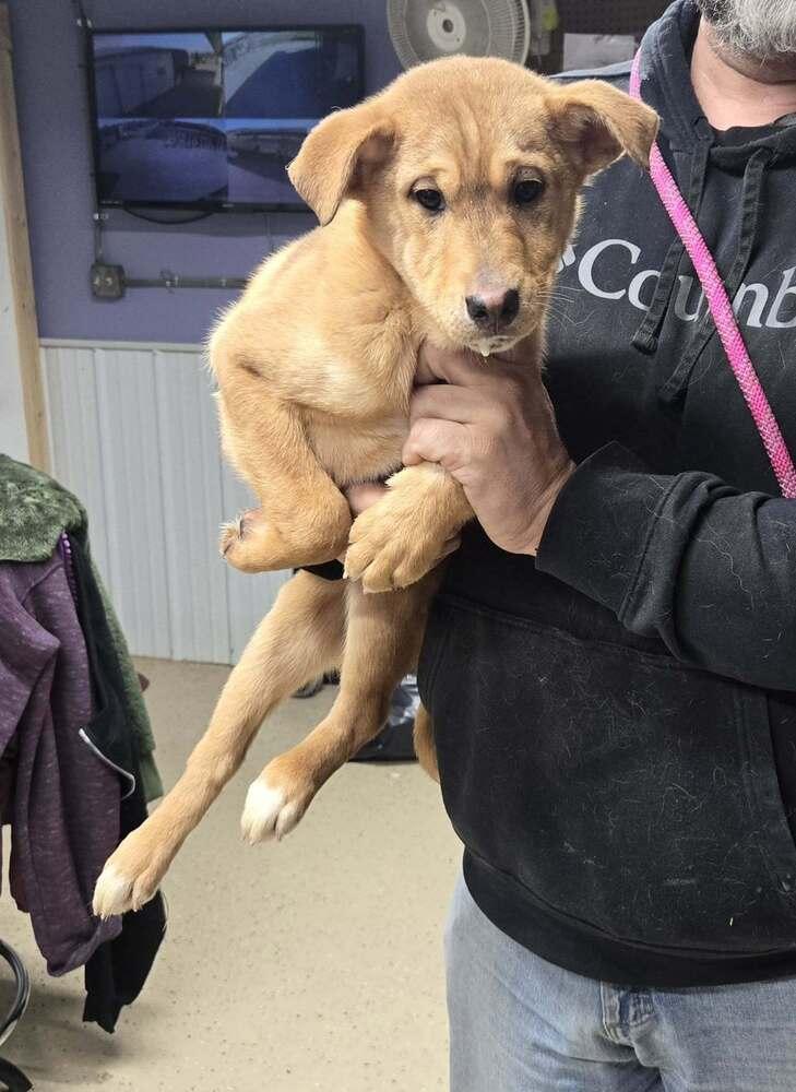 Keegan, Adoptable, Puppy Male Retriever.