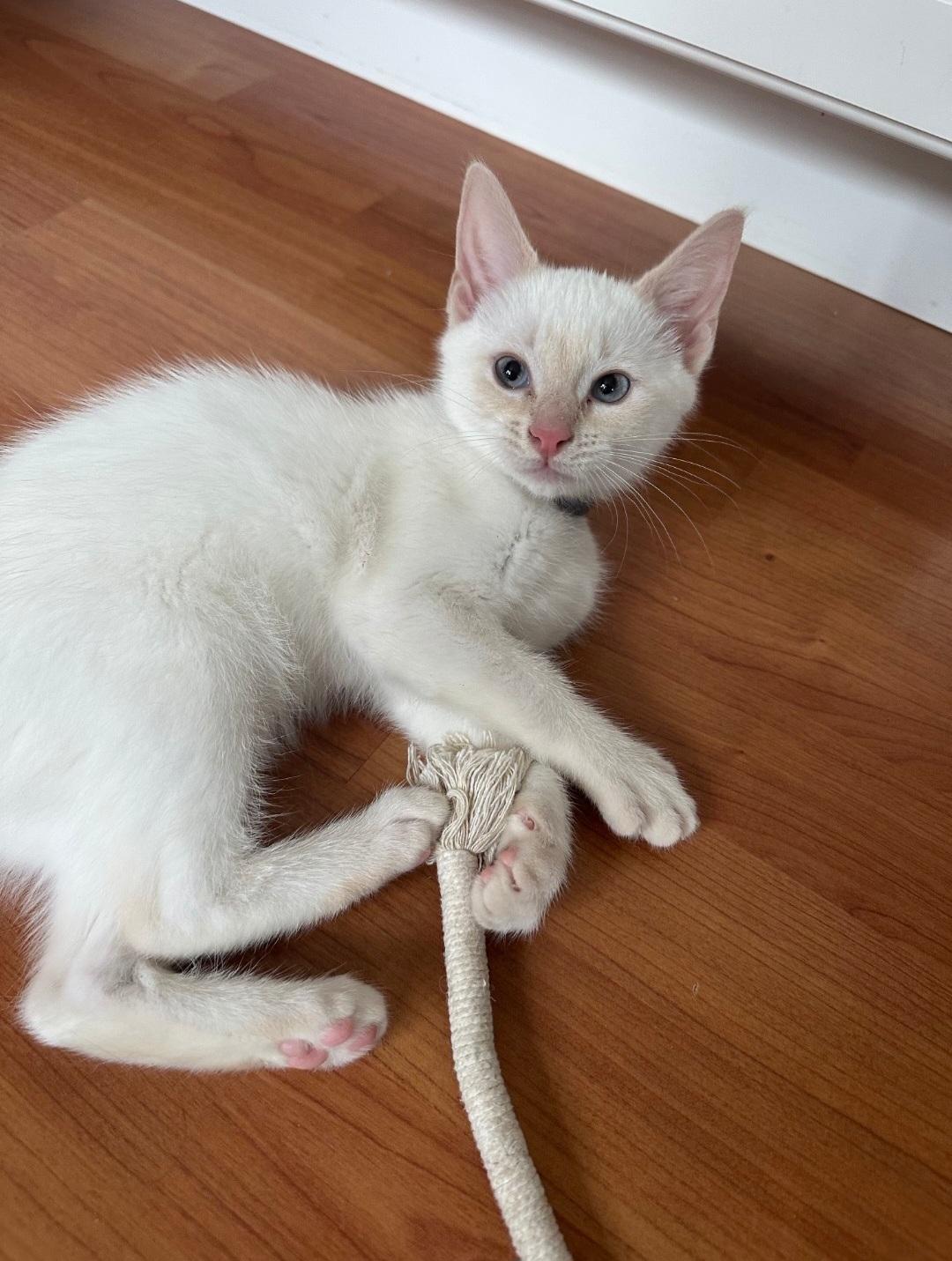 CeeCee, Adopted, Kitten Female Domestic Short Hair.