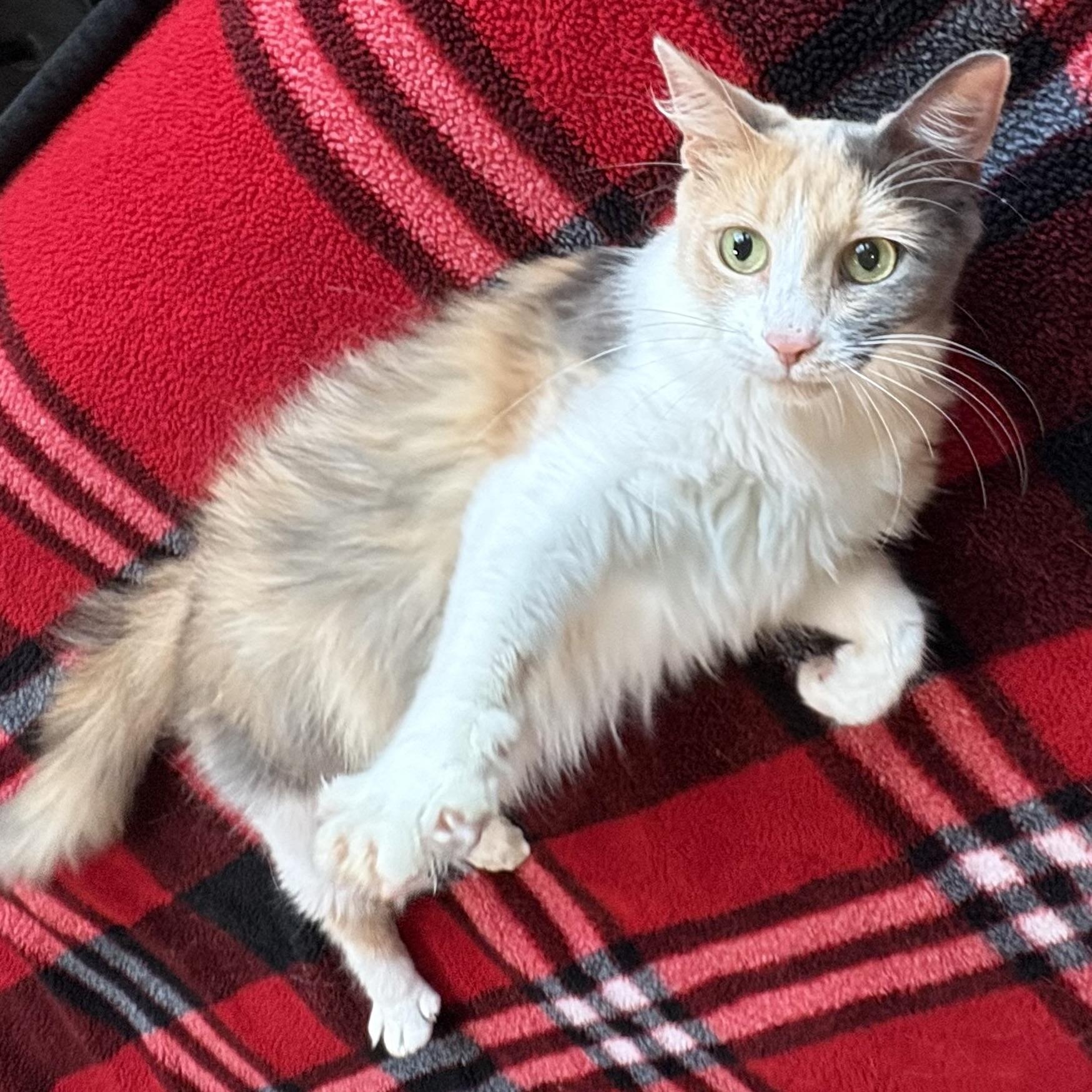 Enlarge Desert Rose, a Adoptable Domestic Long Hair in DENVER, CO image 1/6