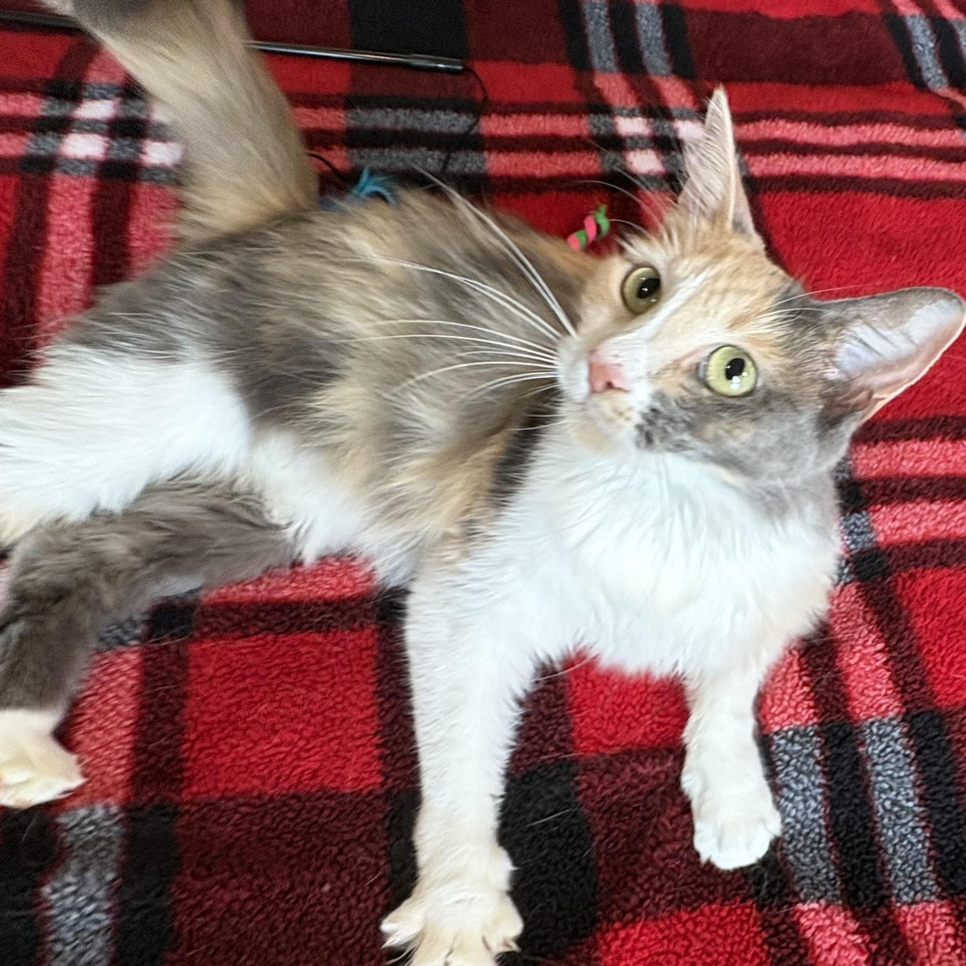 Enlarge Desert Rose, a Adoptable Domestic Long Hair in DENVER, CO image 2/6
