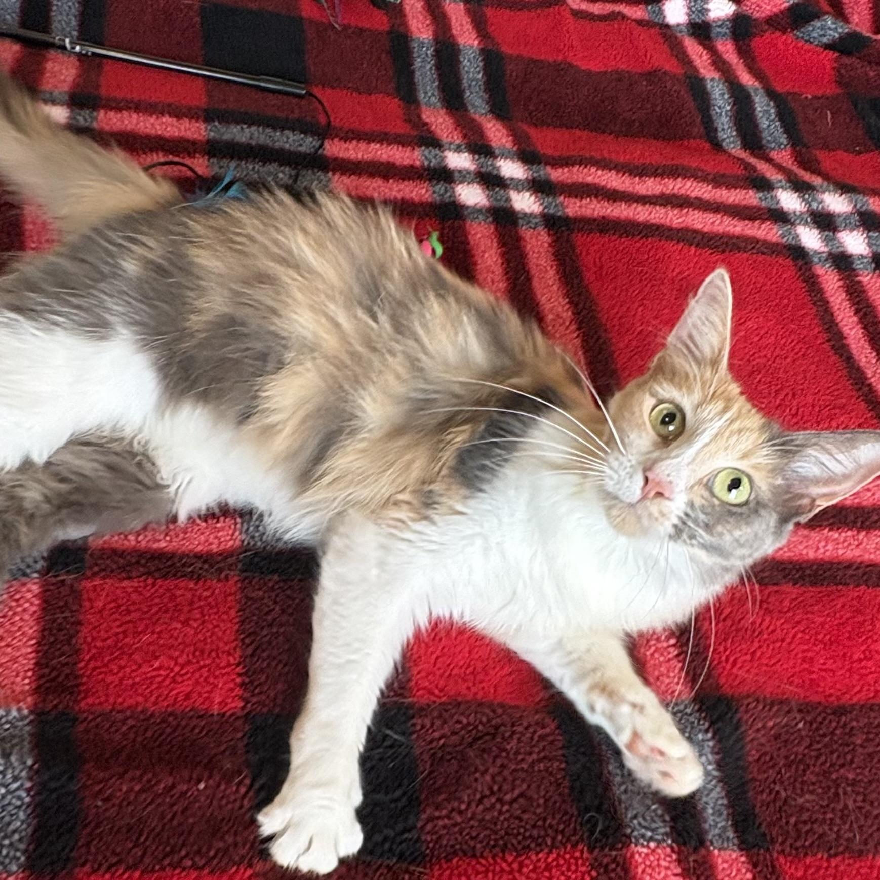 Enlarge Desert Rose, a Adoptable Domestic Long Hair in DENVER, CO image 6/6