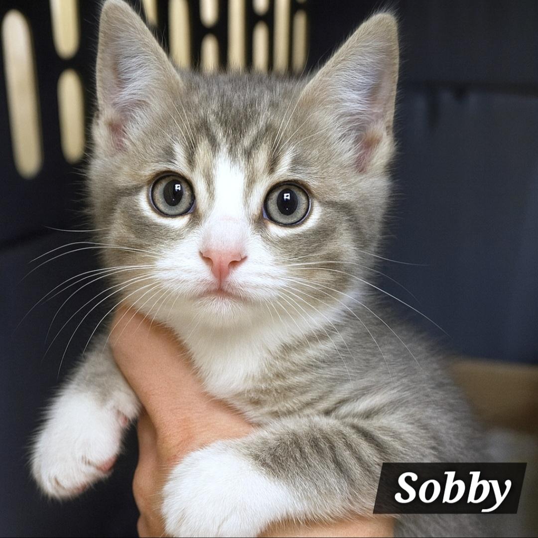 Sobby, adoptable, Kitten Female Domestic Short Hair.