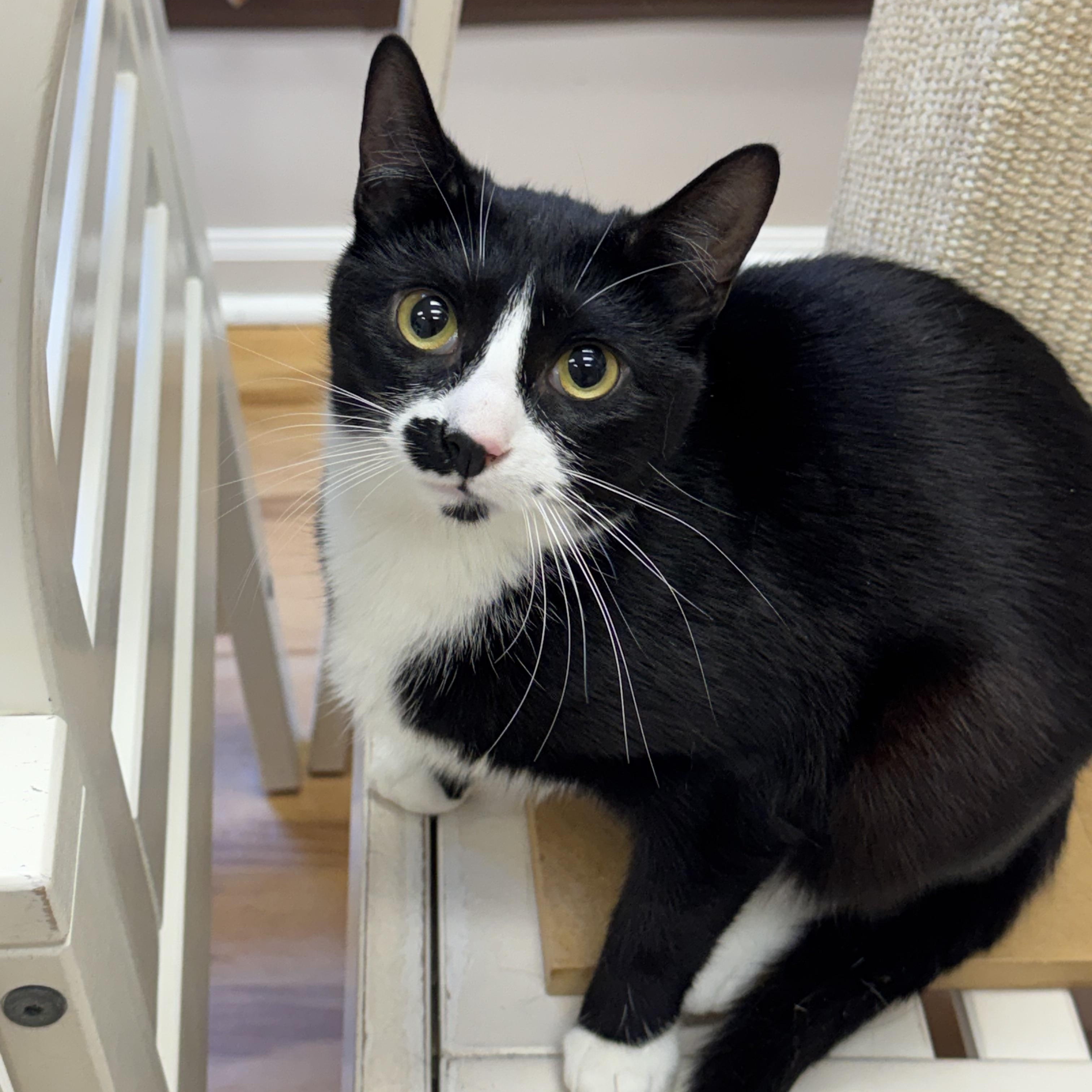 Kira, Adoptable, Young Female Domestic Short Hair.