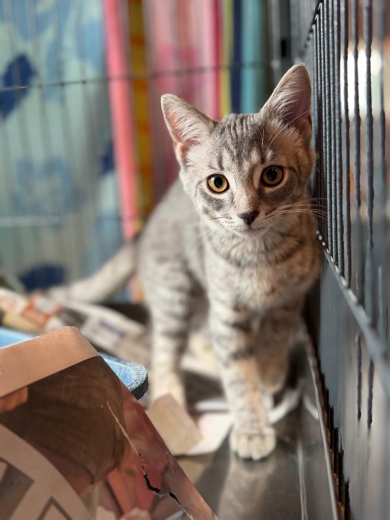Coraline, Adopted, Kitten Female Domestic Medium Hair.
