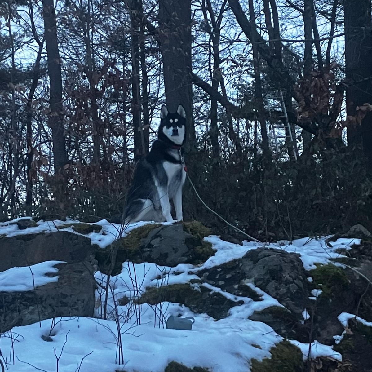 ROCKY, a ADOPTABLE Husky in Chicopee, MA image 2/3