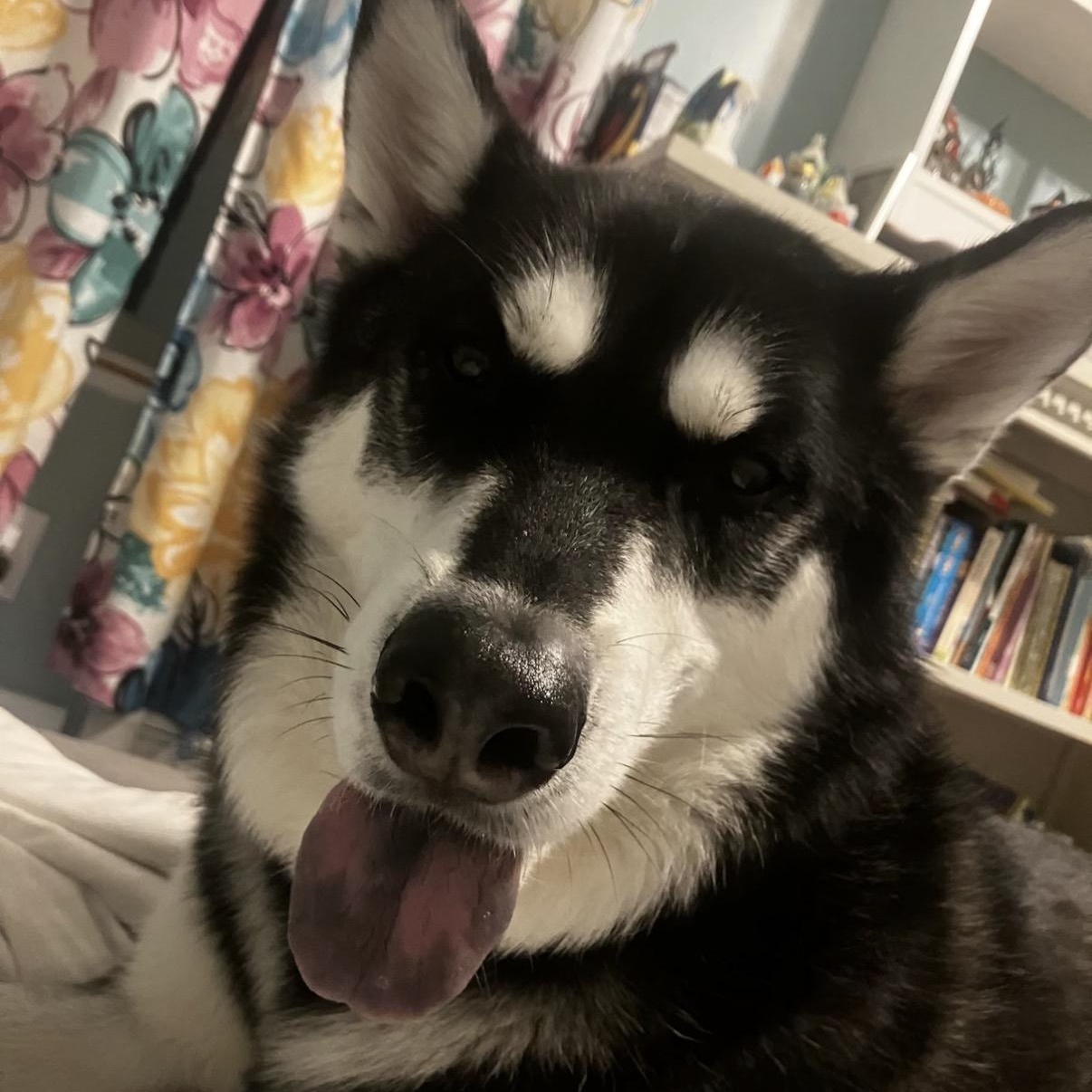 ROCKY, a ADOPTABLE Husky in Chicopee, MA image 3/3