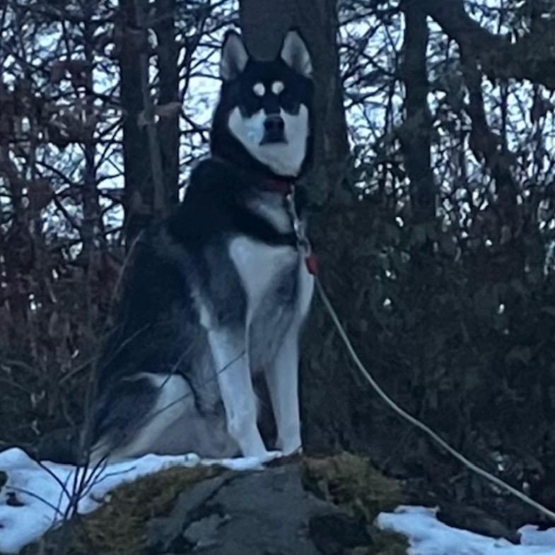 ROCKY, ADOPTABLE, Adult Male Husky.