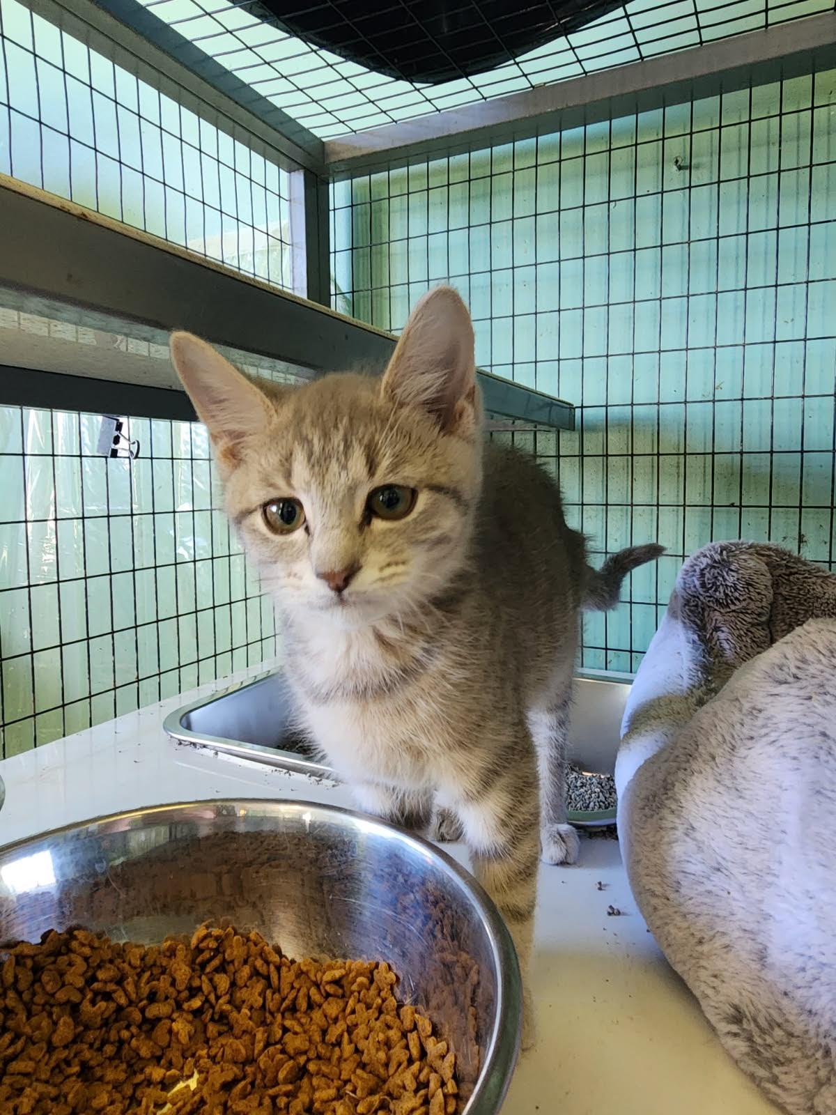 Enlarge Killarney, a Adoptable Domestic Short Hair in Crossville, TN image 1/1