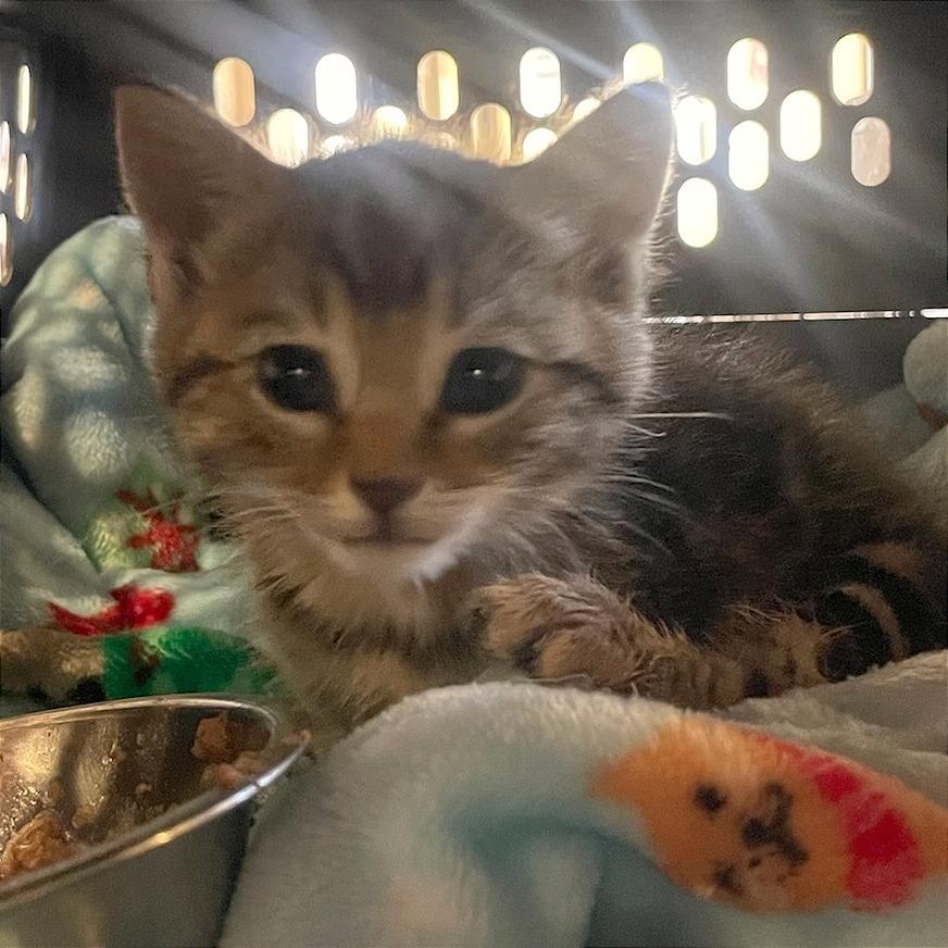 Enlarge Vickie, a Adoptable Domestic Short Hair in Santa Barbara, CA image 3/6