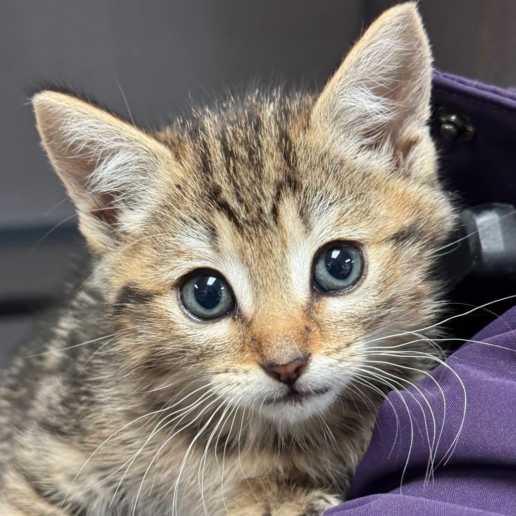 Enlarge Vickie, a Adoptable Domestic Short Hair in Santa Barbara, CA image 6/6