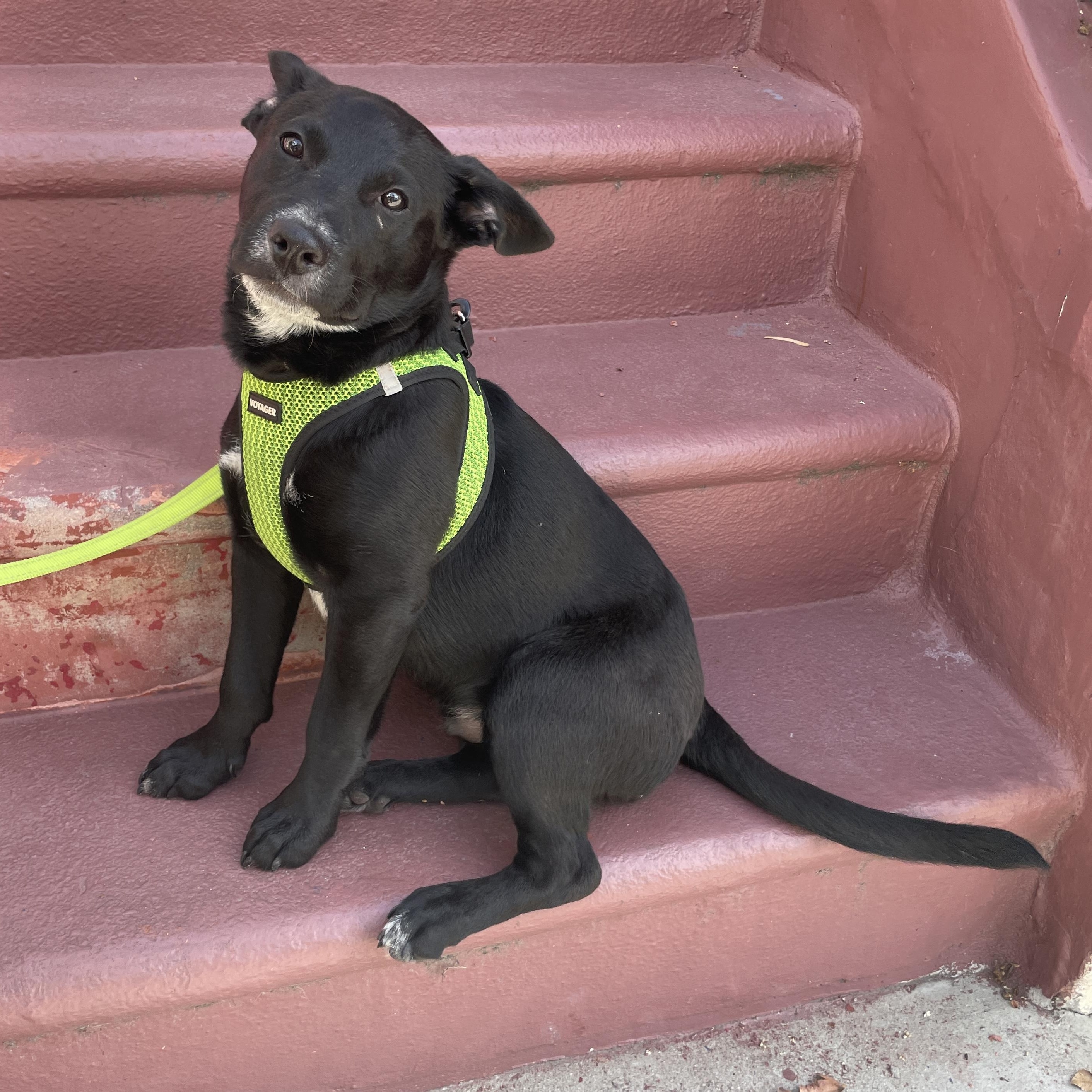 Benson, ADOPTABLE, Puppy Male Labrador Retriever & Australian Cattle Dog / Blue Heeler.