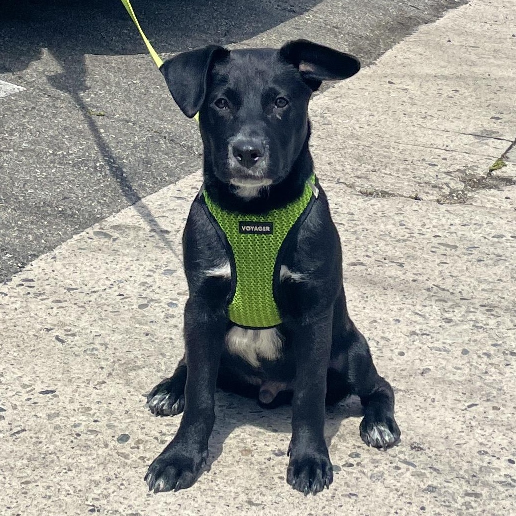 Enlarge Benson, a ADOPTABLE mixed breed in Los Angeles, CA image 3/6