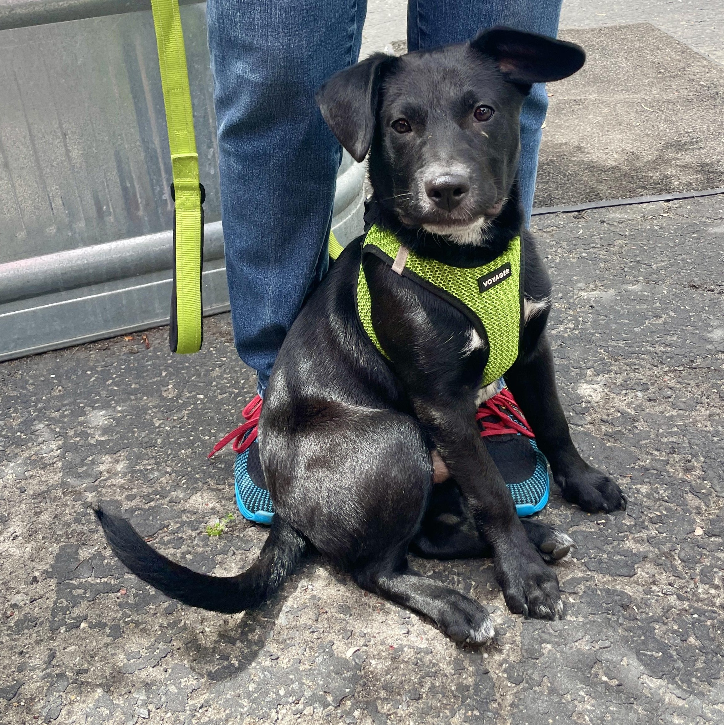 Enlarge Benson, a ADOPTABLE mixed breed in Los Angeles, CA image 2/6