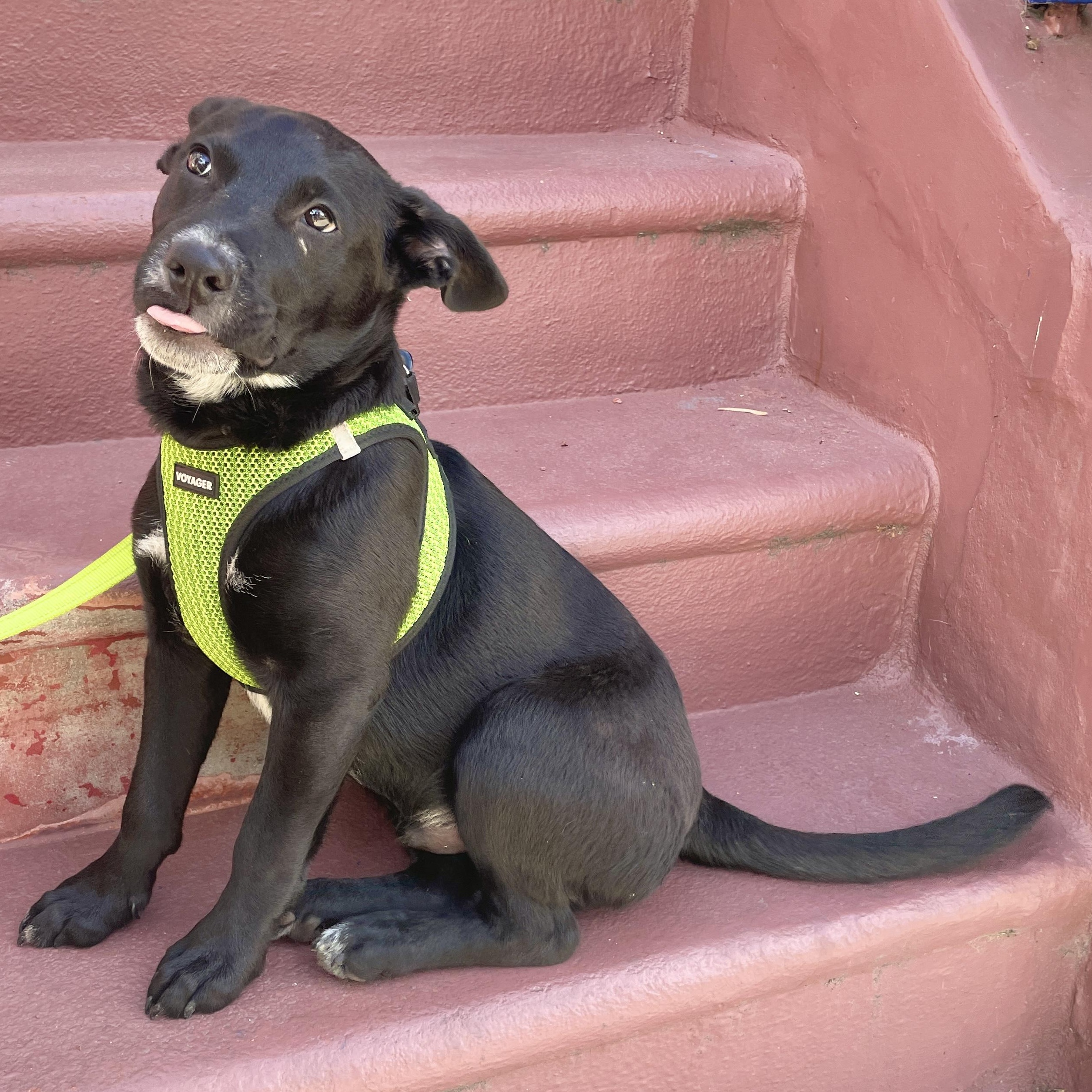 Enlarge Benson, a ADOPTABLE mixed breed in Los Angeles, CA image 6/6