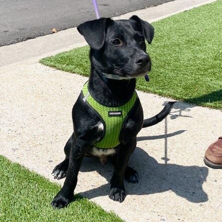 Enlarge Benson, a ADOPTABLE mixed breed in Los Angeles, CA image 5/6