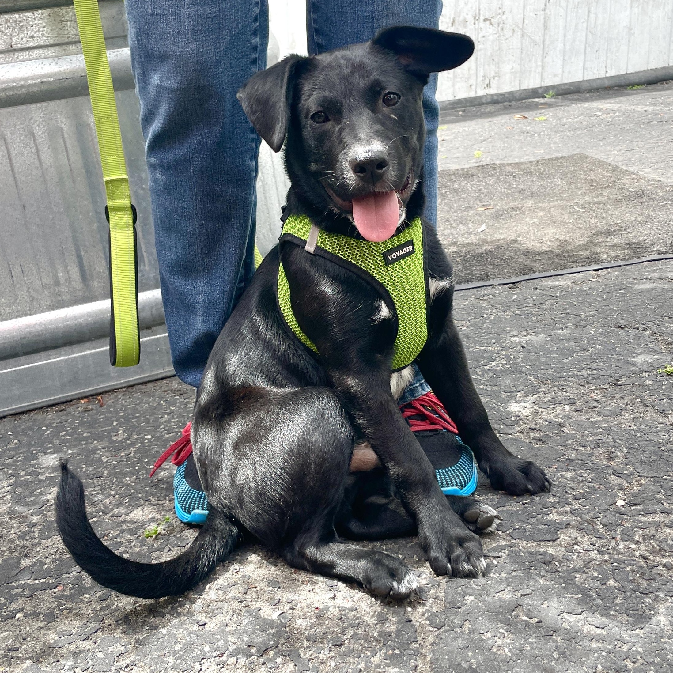 Enlarge Benson, a ADOPTABLE mixed breed in Los Angeles, CA image 5/6