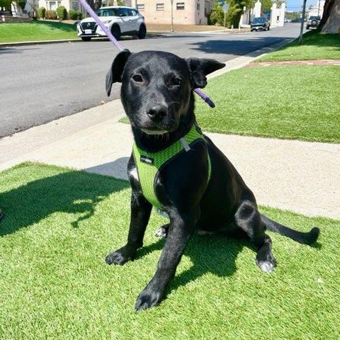 Benson, ADOPTABLE, Puppy Male Labrador Retriever & Australian Cattle Dog / Blue Heeler.