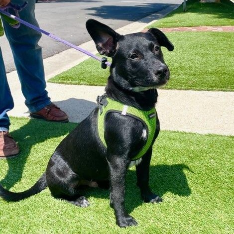 Enlarge Benson, a ADOPTABLE mixed breed in Los Angeles, CA image 6/6
