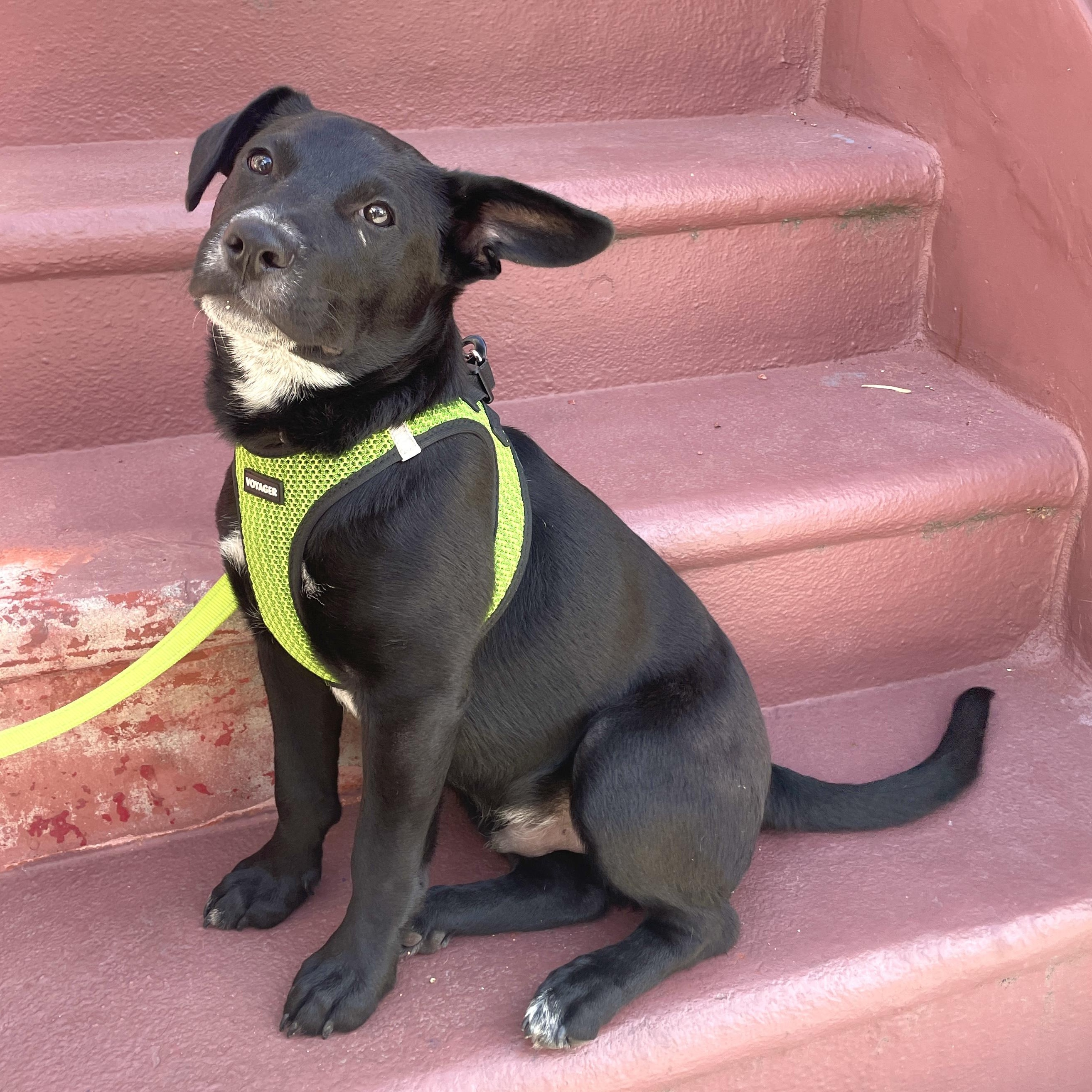 Enlarge Benson, a ADOPTABLE mixed breed in Los Angeles, CA image 4/6