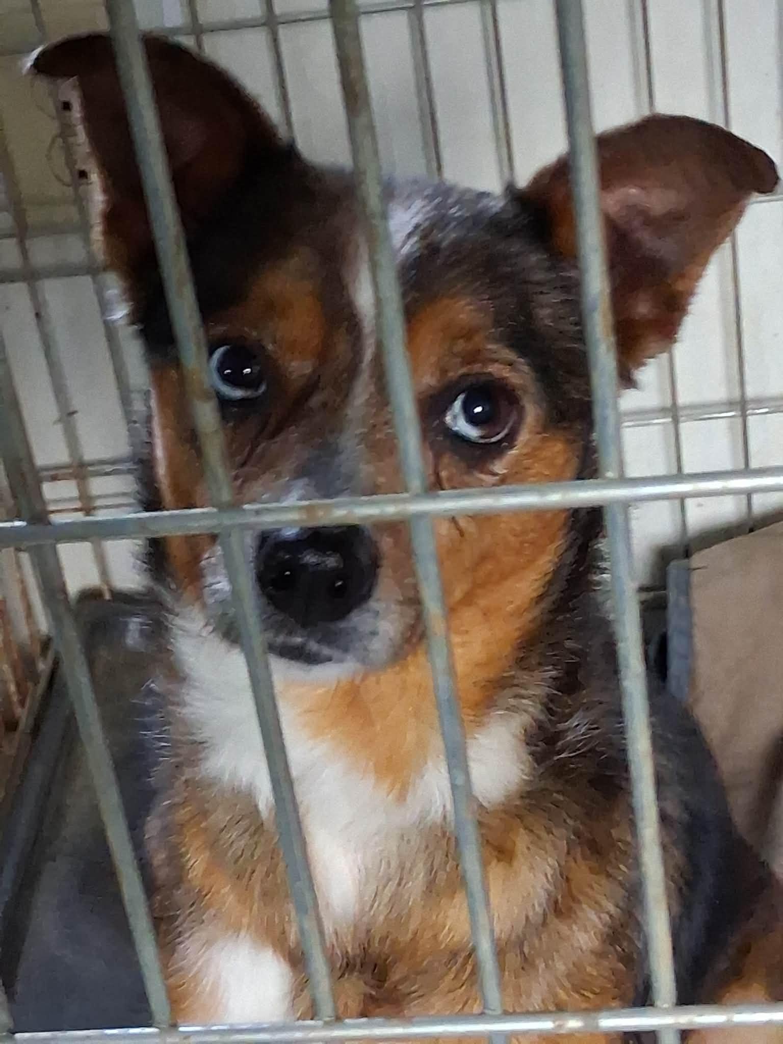 Poppy, Adoptable, Adult Female Australian Shepherd.