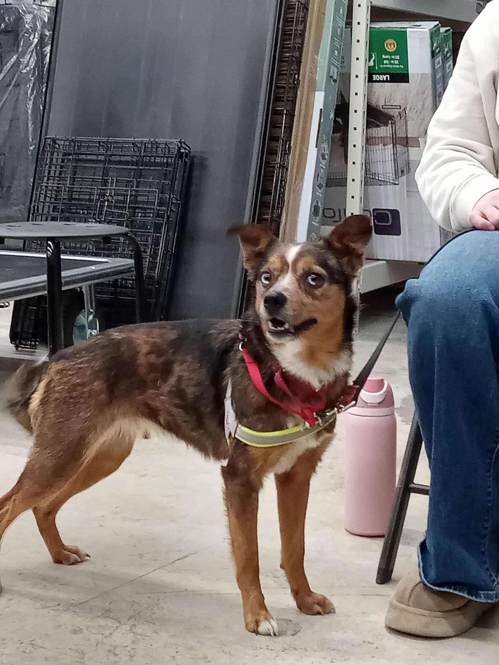 Enlarge Poppy, a Adoptable Australian Shepherd in Arlington, VA image 2/3