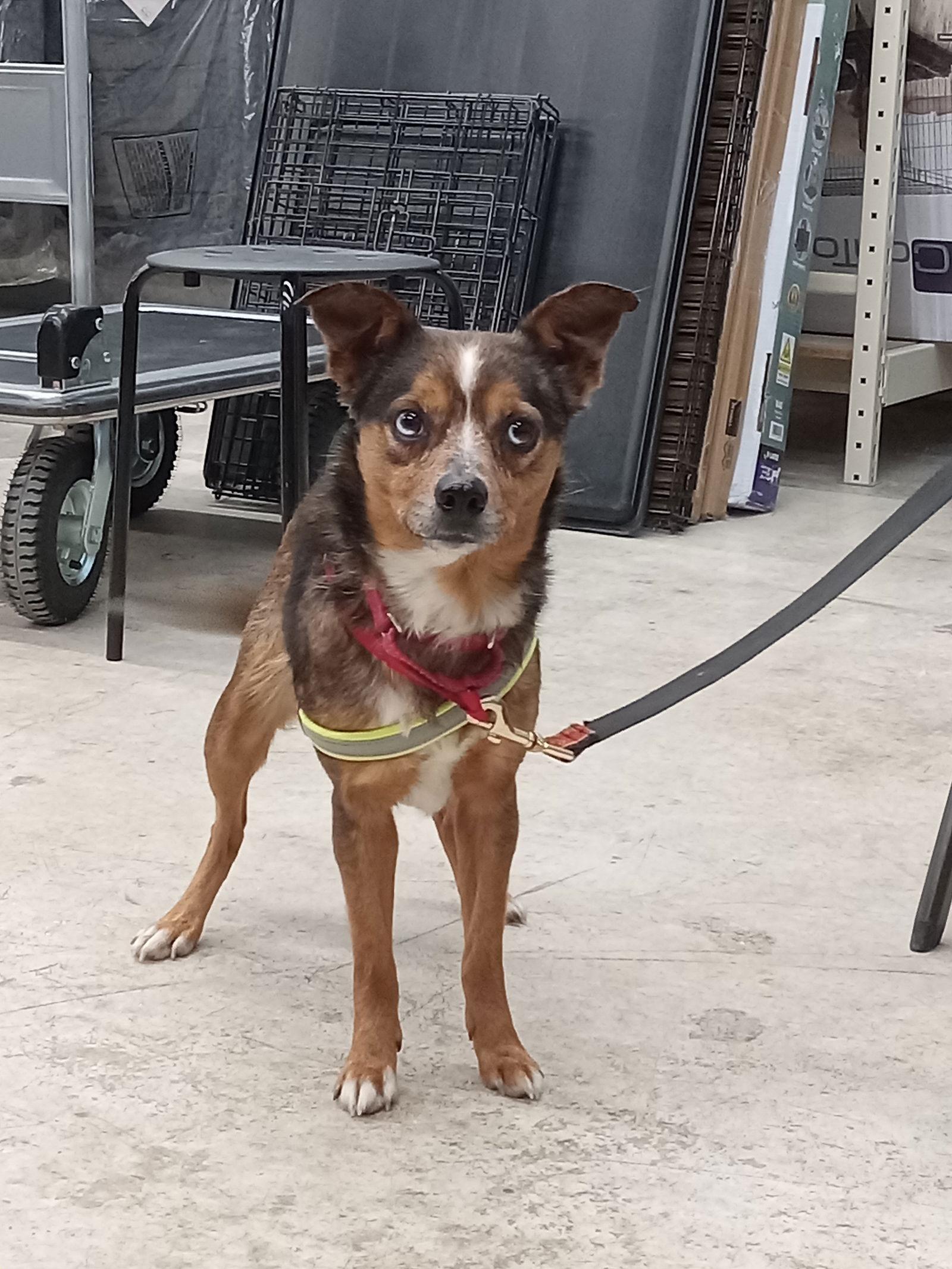 Enlarge Poppy, a Adoptable Australian Shepherd in Arlington, VA image 3/3