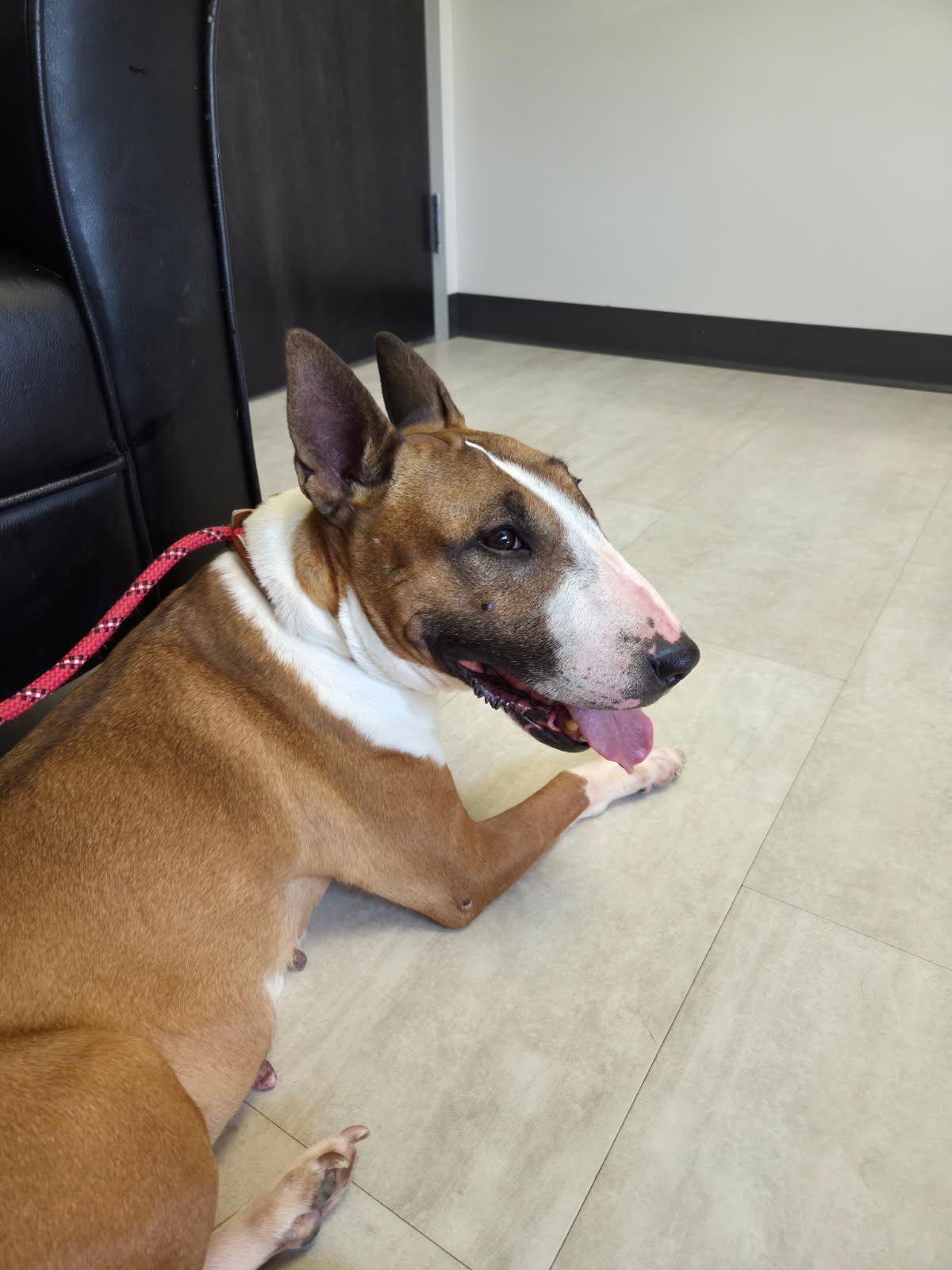 25-034 Creamsicle, Adoptable, Senior Female Bull Terrier.