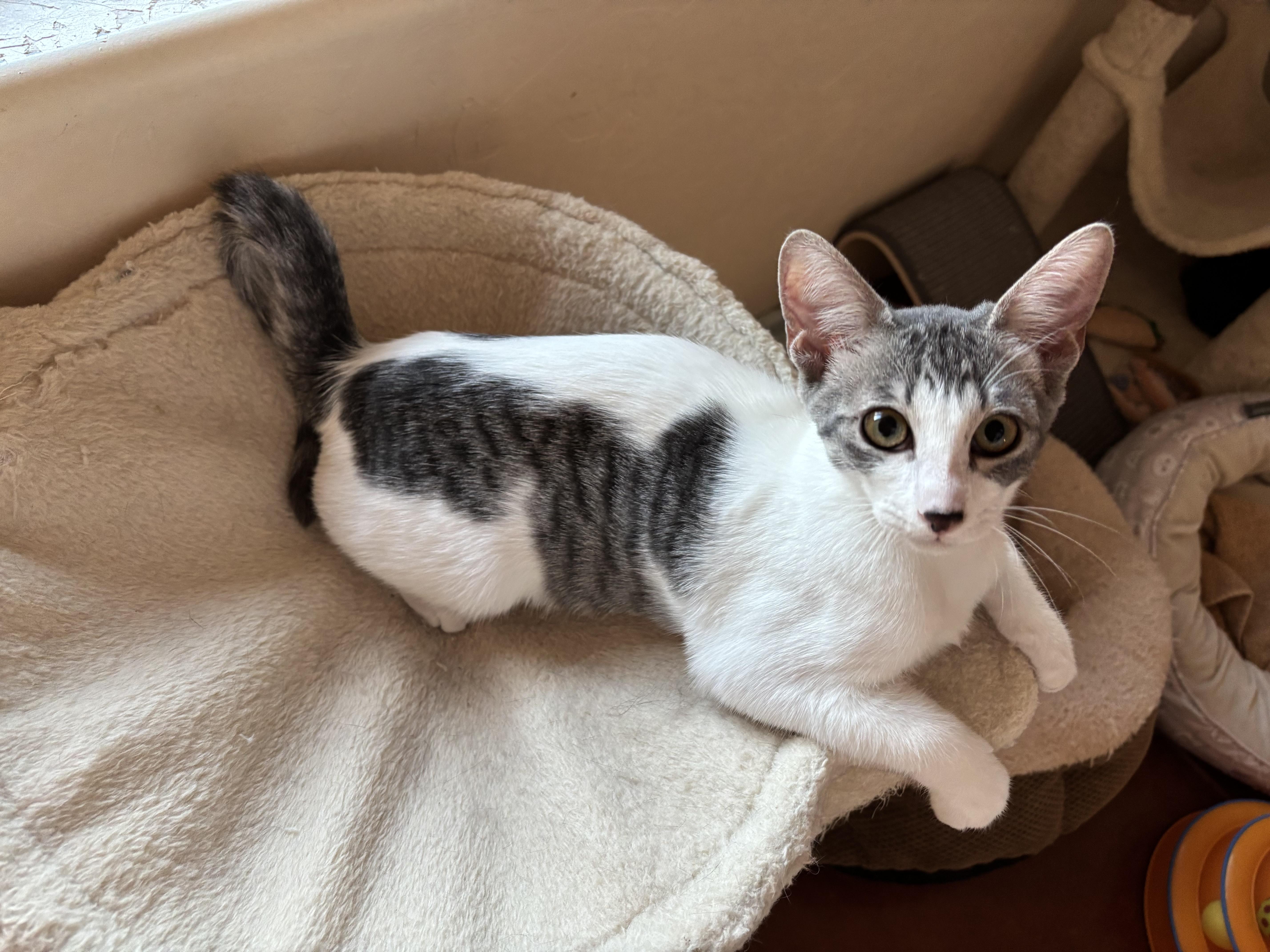 Enlarge Roxy, a ADOPTABLE Domestic Short Hair in Sierra Vista, AZ image 3/3