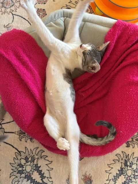 Roxy, a ADOPTABLE Domestic Short Hair in Sierra Vista, AZ image 2/2